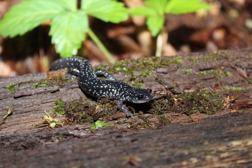 White-spotted Slimy Salamander