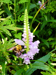 Xylocopa appendiculata