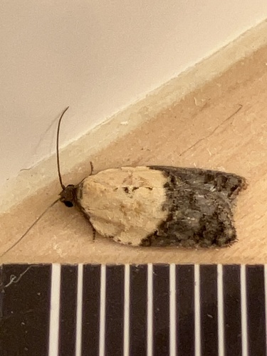 Garden Rose Tortrix photo 2