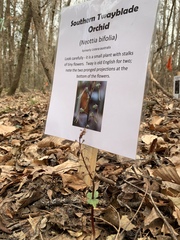 Neottia bifolia