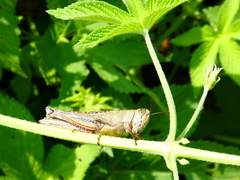 Shirakiacris shirakii