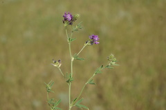 Medicago lessingii