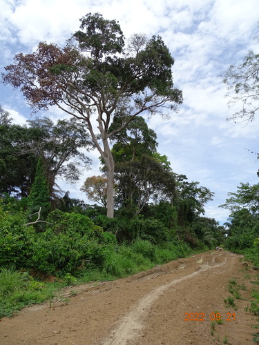 Lophira alata