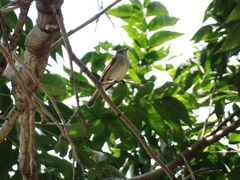 Nesotriccus incomtus