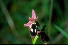 Ophrys reinholdii