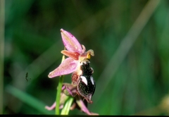 Ophrys reinholdii