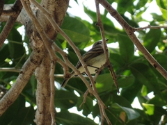 Nesotriccus incomtus