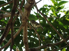 Nesotriccus incomtus