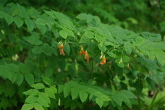 Vicia crocea