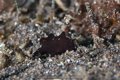 Nudiantennarius subteres