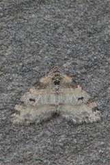 Lobophora nivigerata