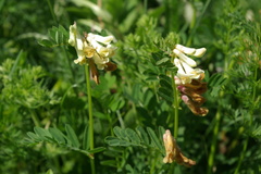 Vicia balansae
