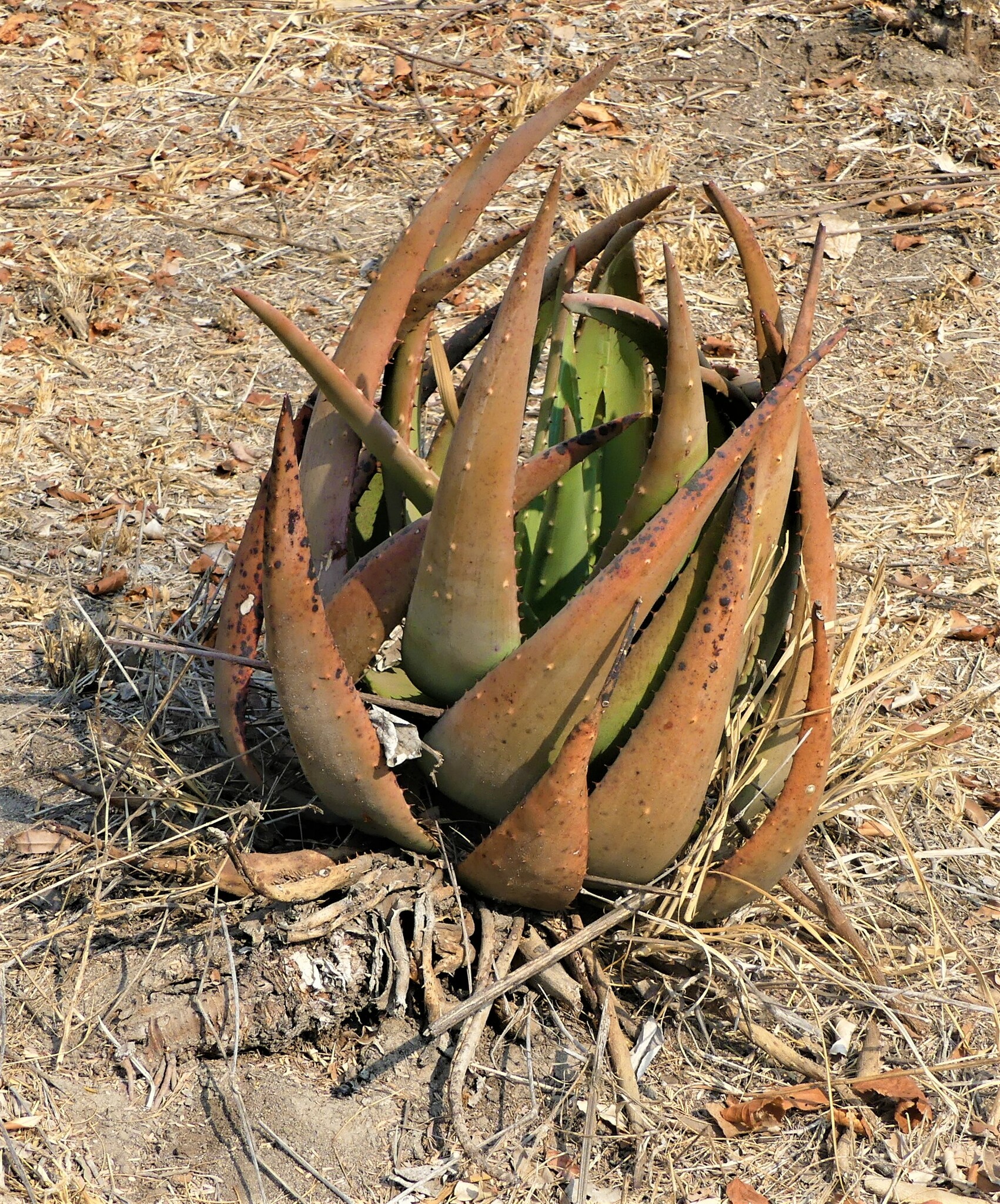 Imagem de Aloe espinhosa