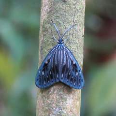 Cyclosia pieridoides