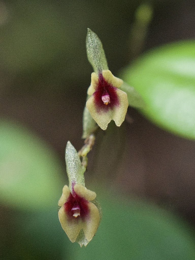 Lepanthes macrolabia