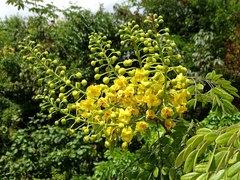 Erythrostemon yucatanensis