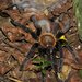 Kalimantan Tarantula - Photo (c) Carmelo López Abad, some rights reserved (CC BY-NC), uploaded by Carmelo López Abad