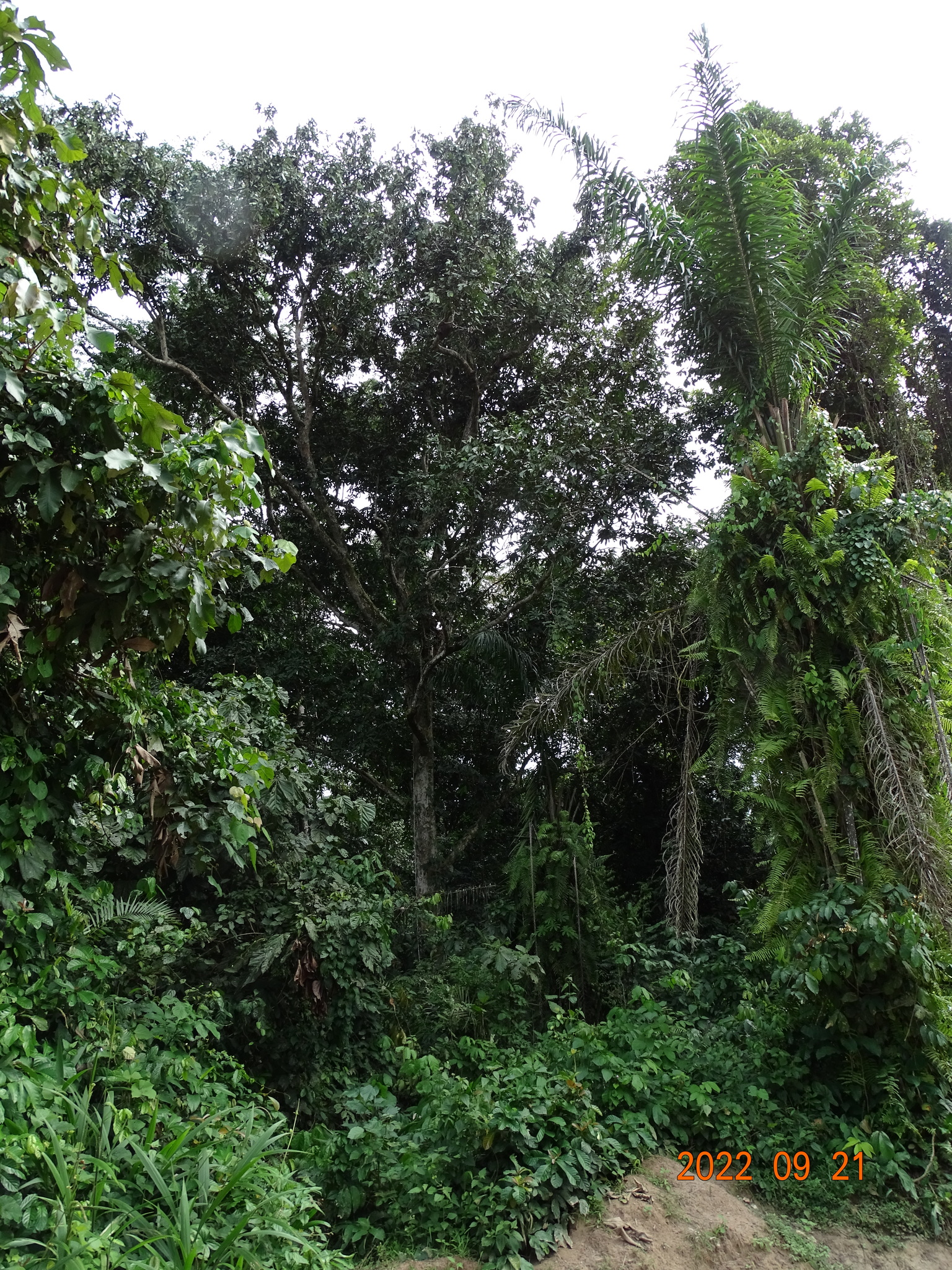 Gilbertiodendron dewevrei