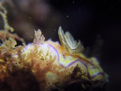 Goniobranchus collingwoodi