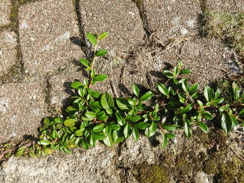 Cotoneaster dammeri