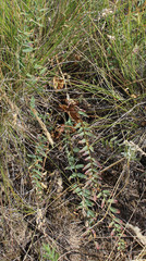 Astragalus wolgensis