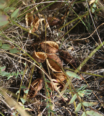 Astragalus wolgensis