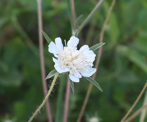 Silver Scabious