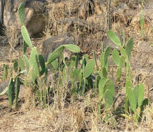 Cactaceae image