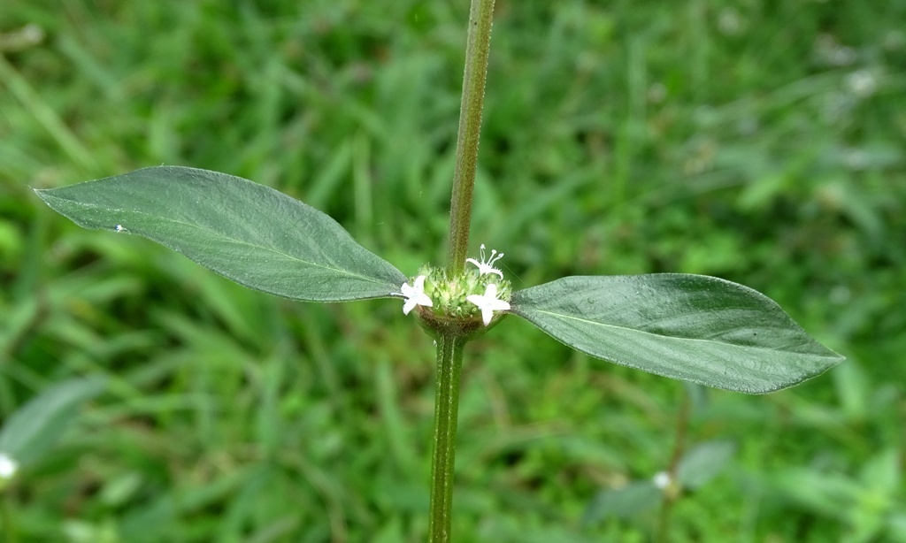 Spermacoce ovalifolia