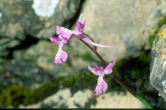 Orchis anatolica
