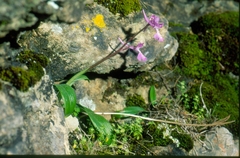 Orchis anatolica