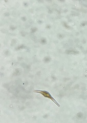 Miozoa