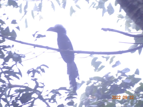 Eastern Long-tailed Hornbill
