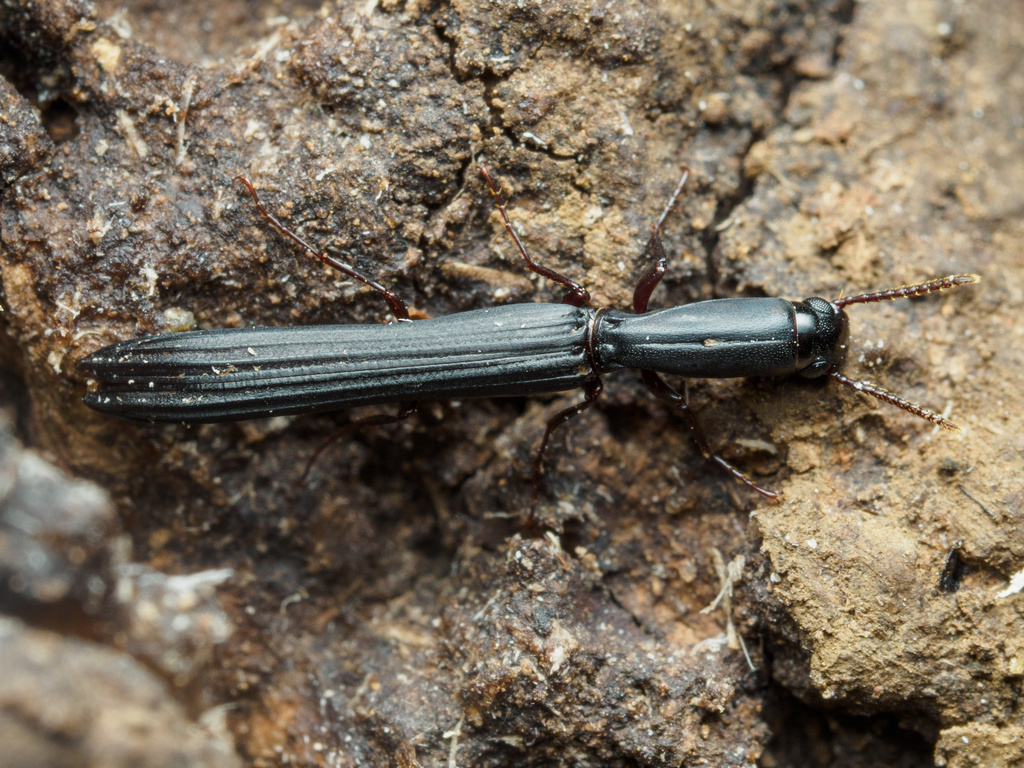 Gempylodes ornamentalis