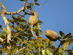 Swietenia macrophylla