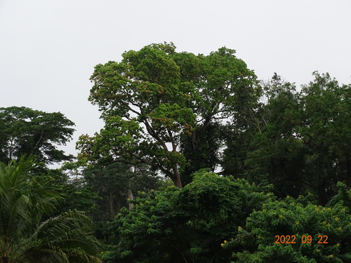 Lophira alata