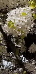 Pyrus calleryana