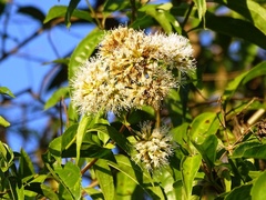 Koanophyllon albicaule