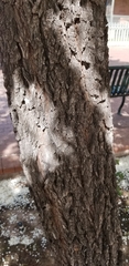 Pyrus calleryana