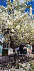 Pyrus calleryana