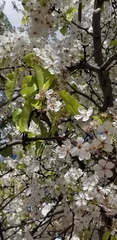Pyrus calleryana