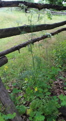 Chaerophyllum prescottii