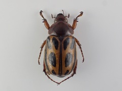 Cyclocephala erotylina