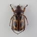 Cyclocephala erotylina - Photo (c) jpds,  זכויות יוצרים חלקיות (CC BY-NC), הועלה על ידי jpds
