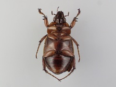Cyclocephala erotylina