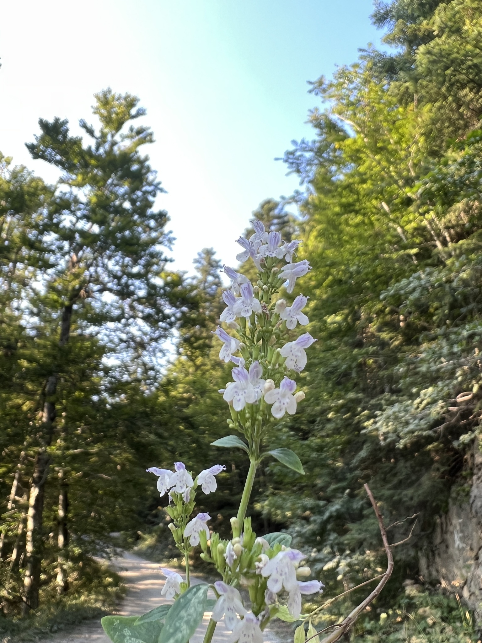 Clinopodium album