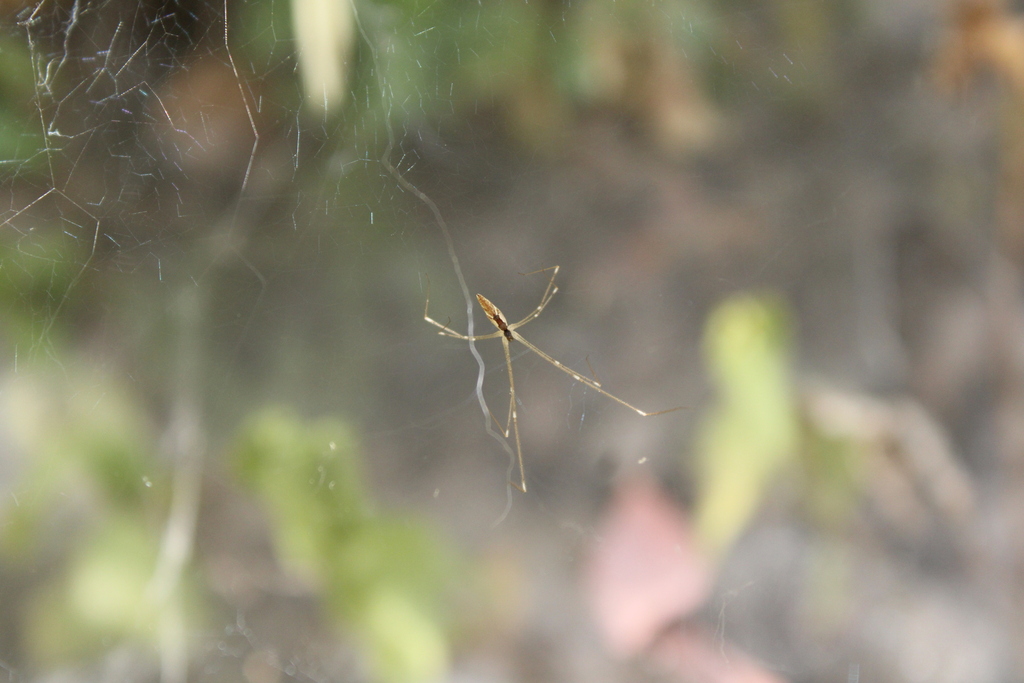 Holocnemus caudatus