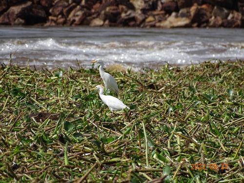 Western Cattle-Egret