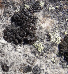 Montanelia disjuncta