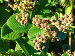 Davilla kunthii